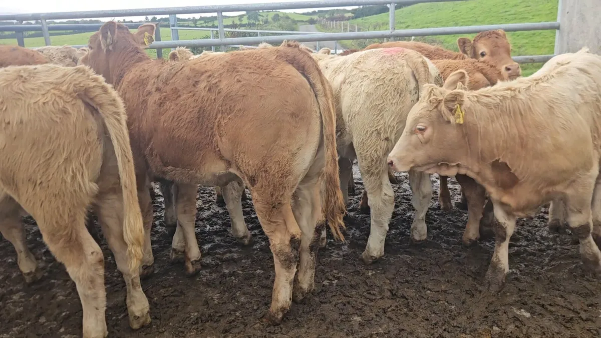 14 Super Heifers - Image 1