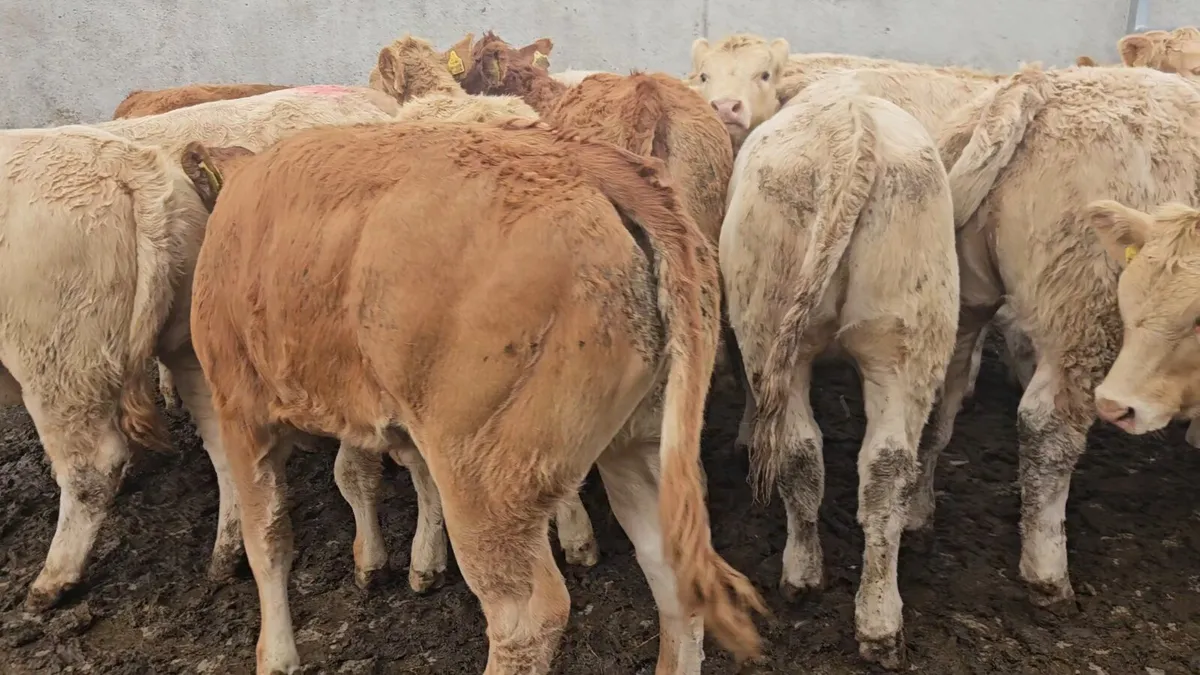 14 Super Heifers - Image 3