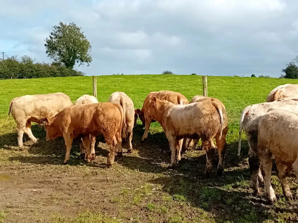 14 Smashing Charlaois Bullocks - Image 1