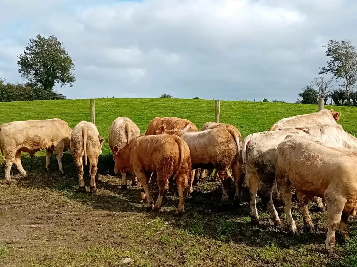 14 Smashing Charlaois Bullocks - Image 2