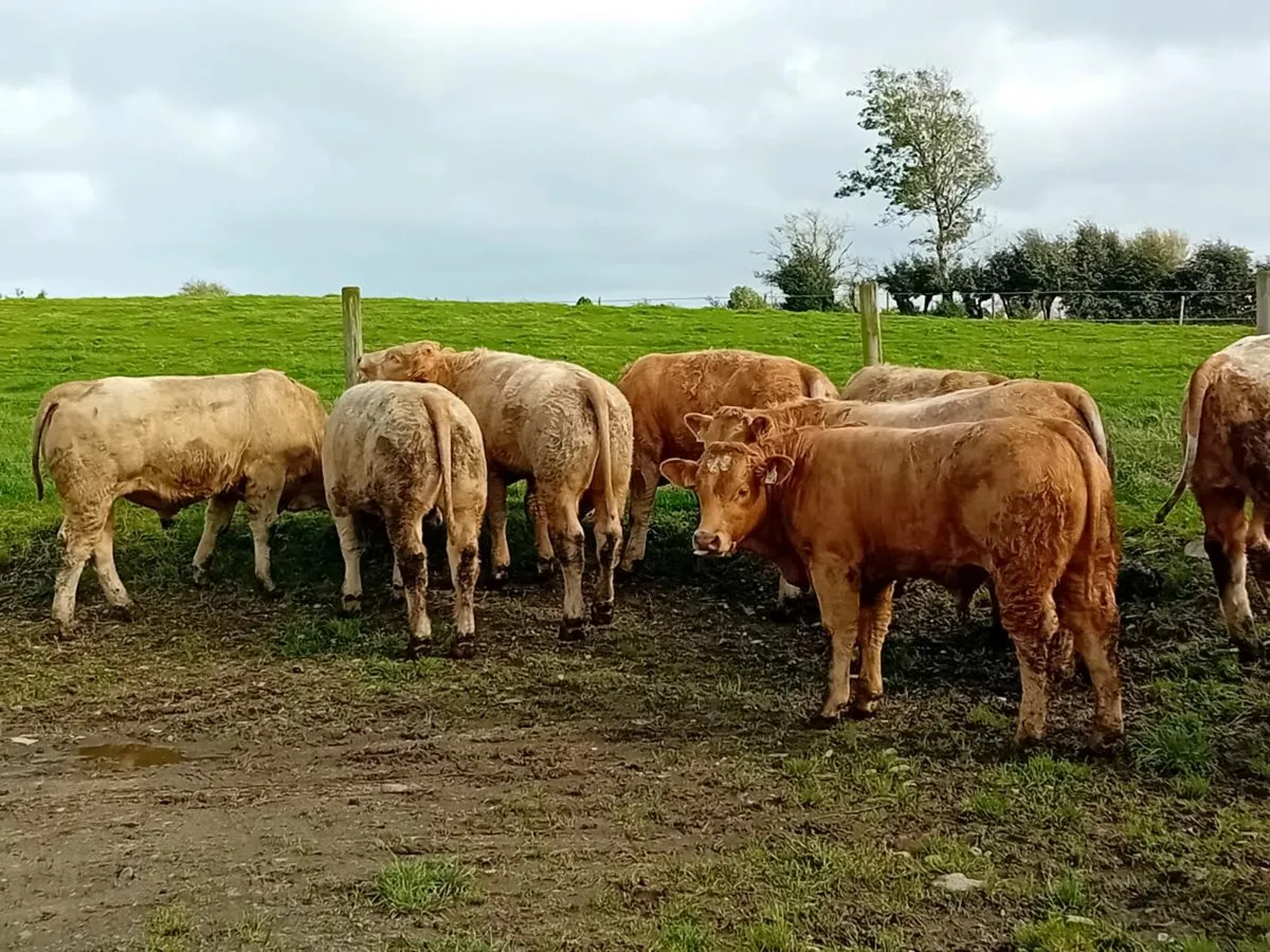 14 Smashing Charlaois Bullocks - Image 3