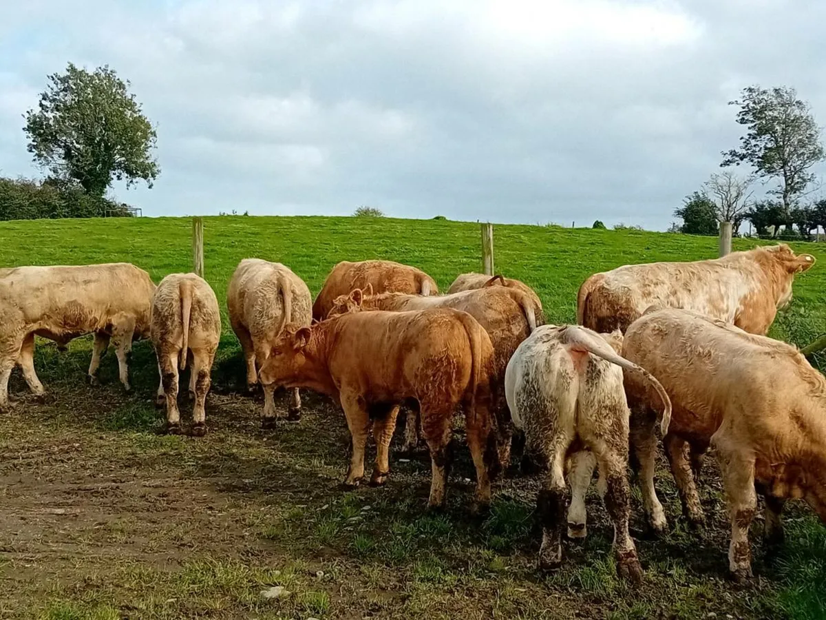 14 Smashing Charlaois Bullocks - Image 4