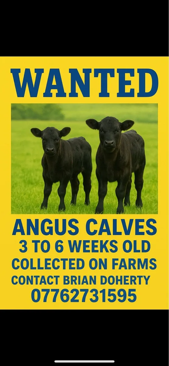 Angus calves