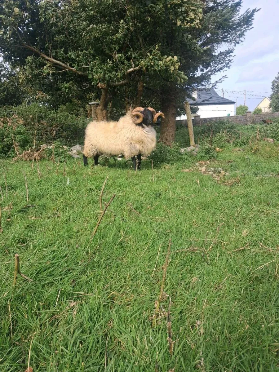 Sis hogget ram - Image 1