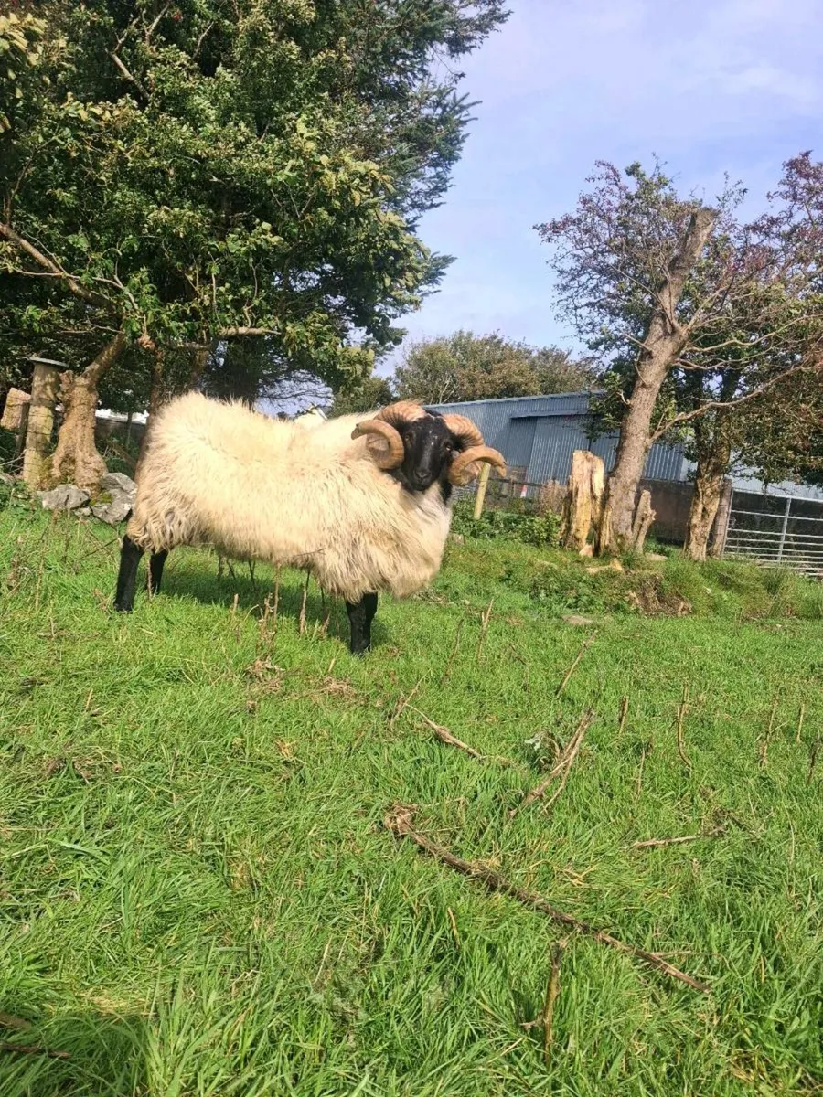 Sis hogget ram - Image 2