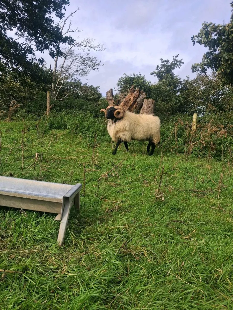 Sis hogget ram - Image 3
