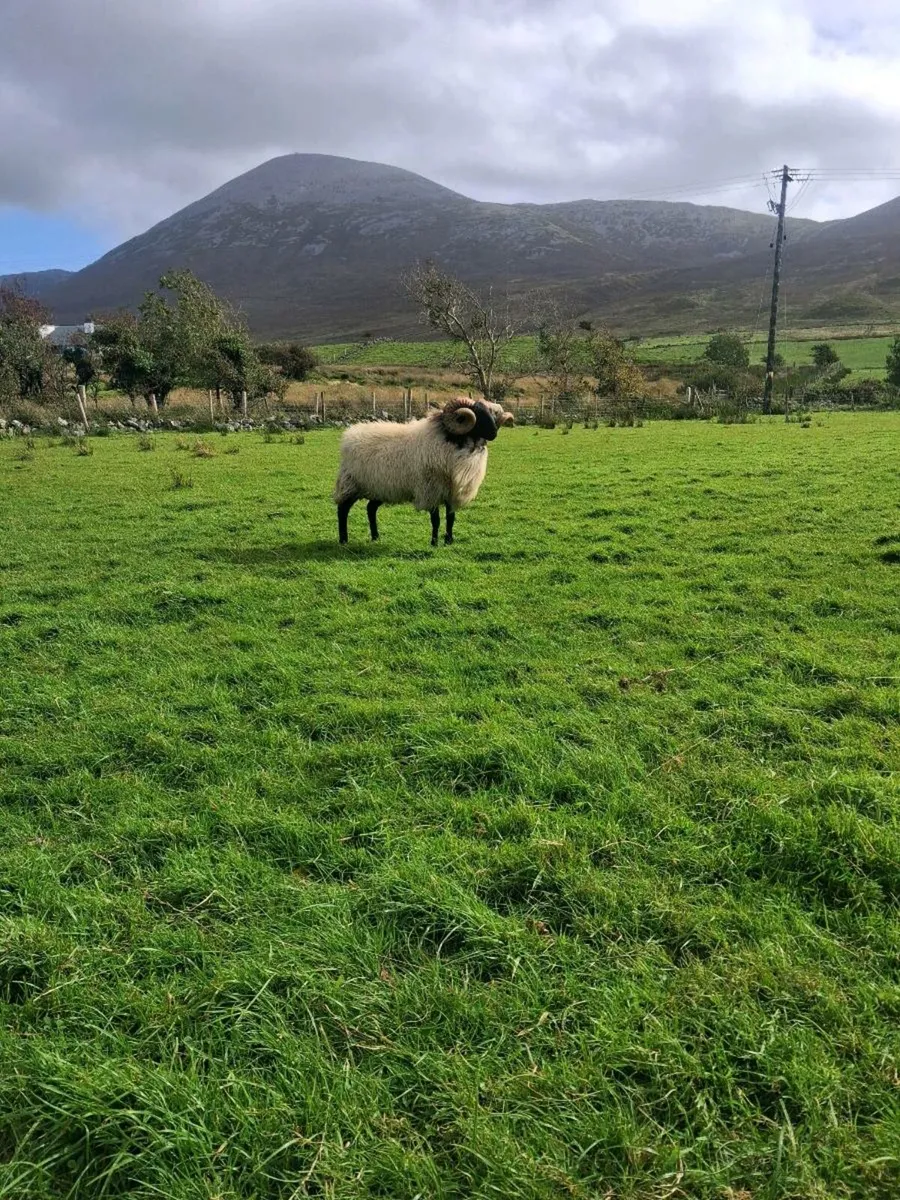 Sis hogget ram - Image 4