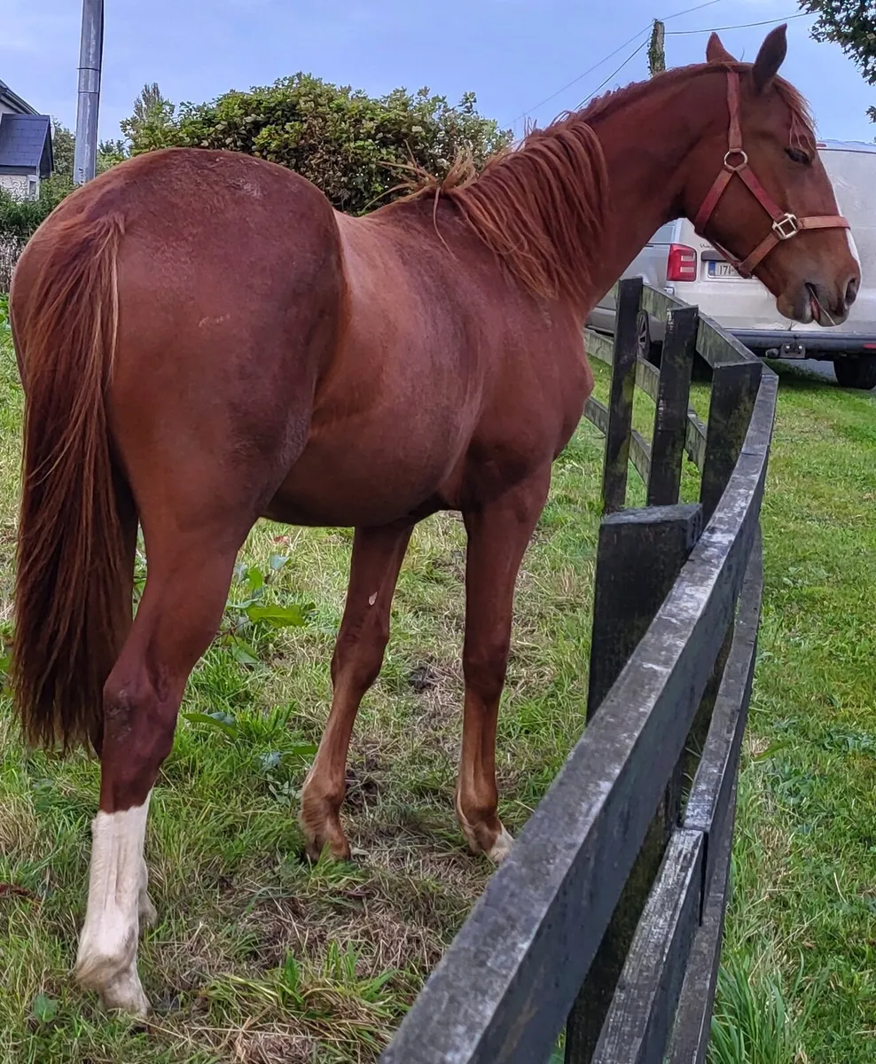 Yearling horse - Image 1