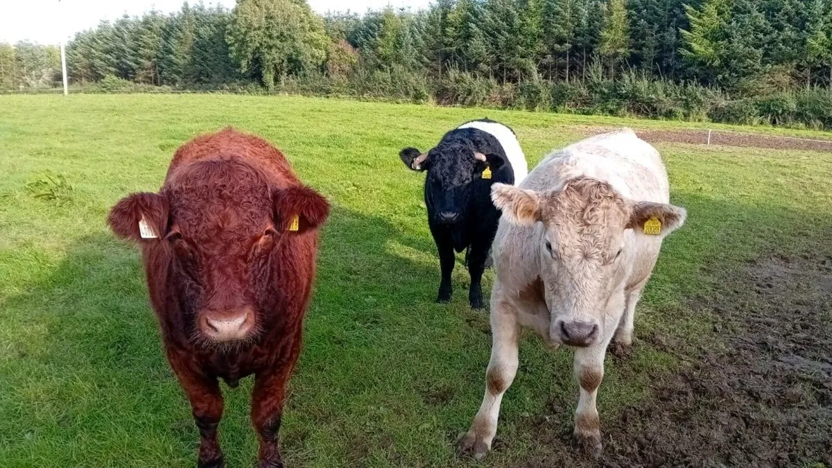 Cattle - Image 1