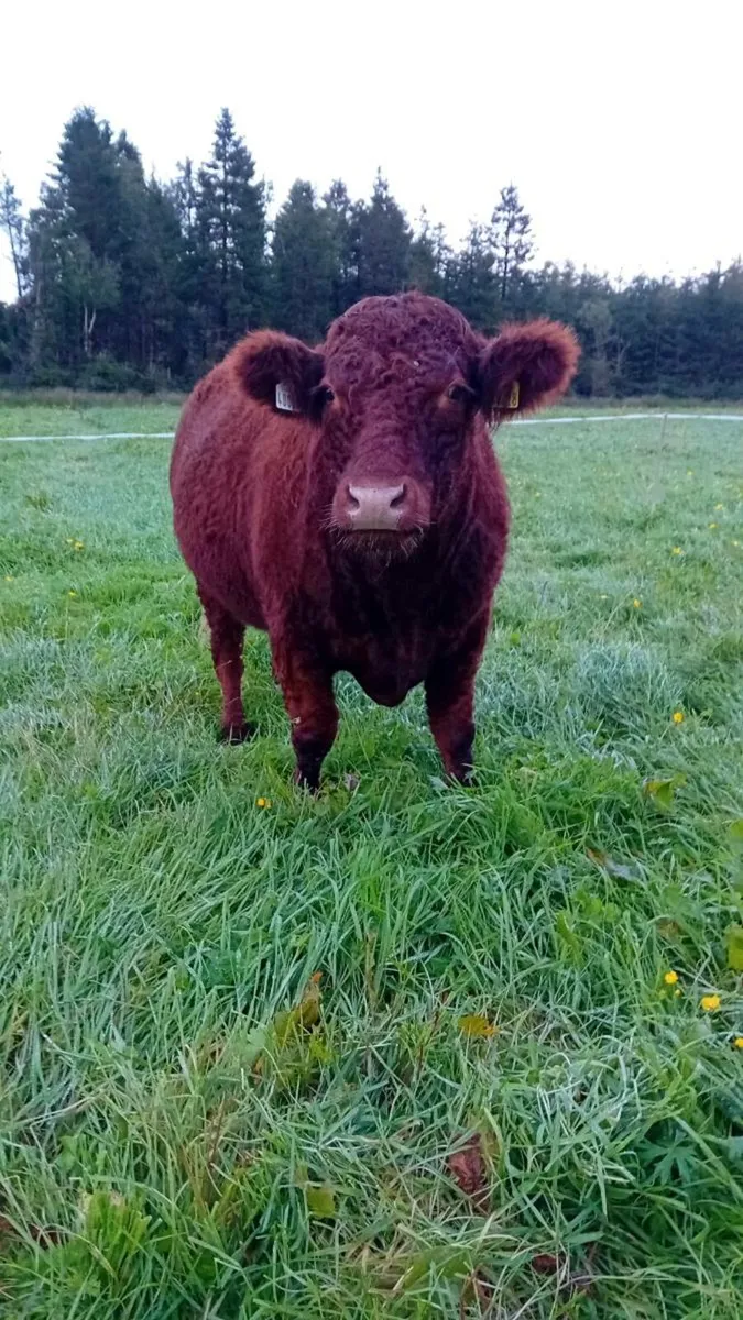 Cattle - Image 2