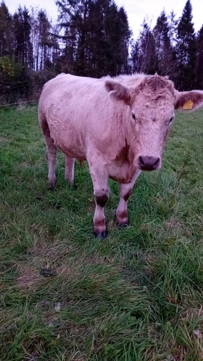 Cattle - Image 3
