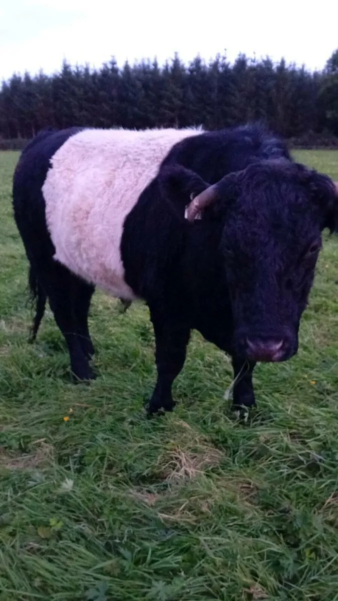 Cattle - Image 4