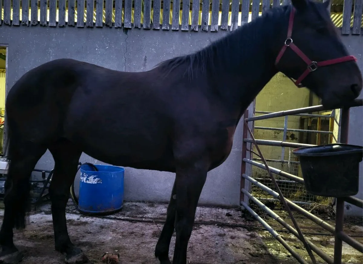 Horse - Image 2