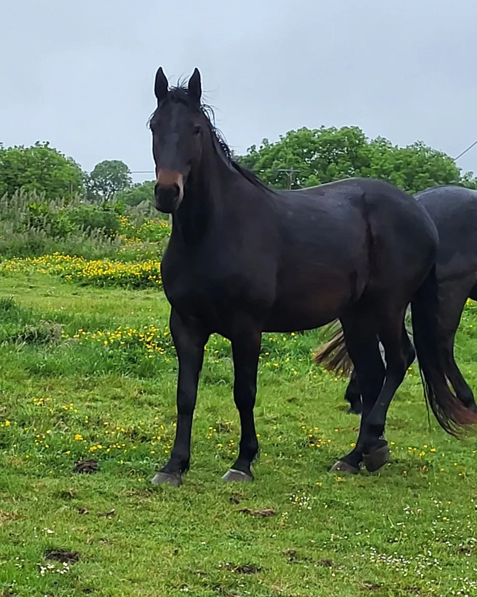 Horse - Image 3