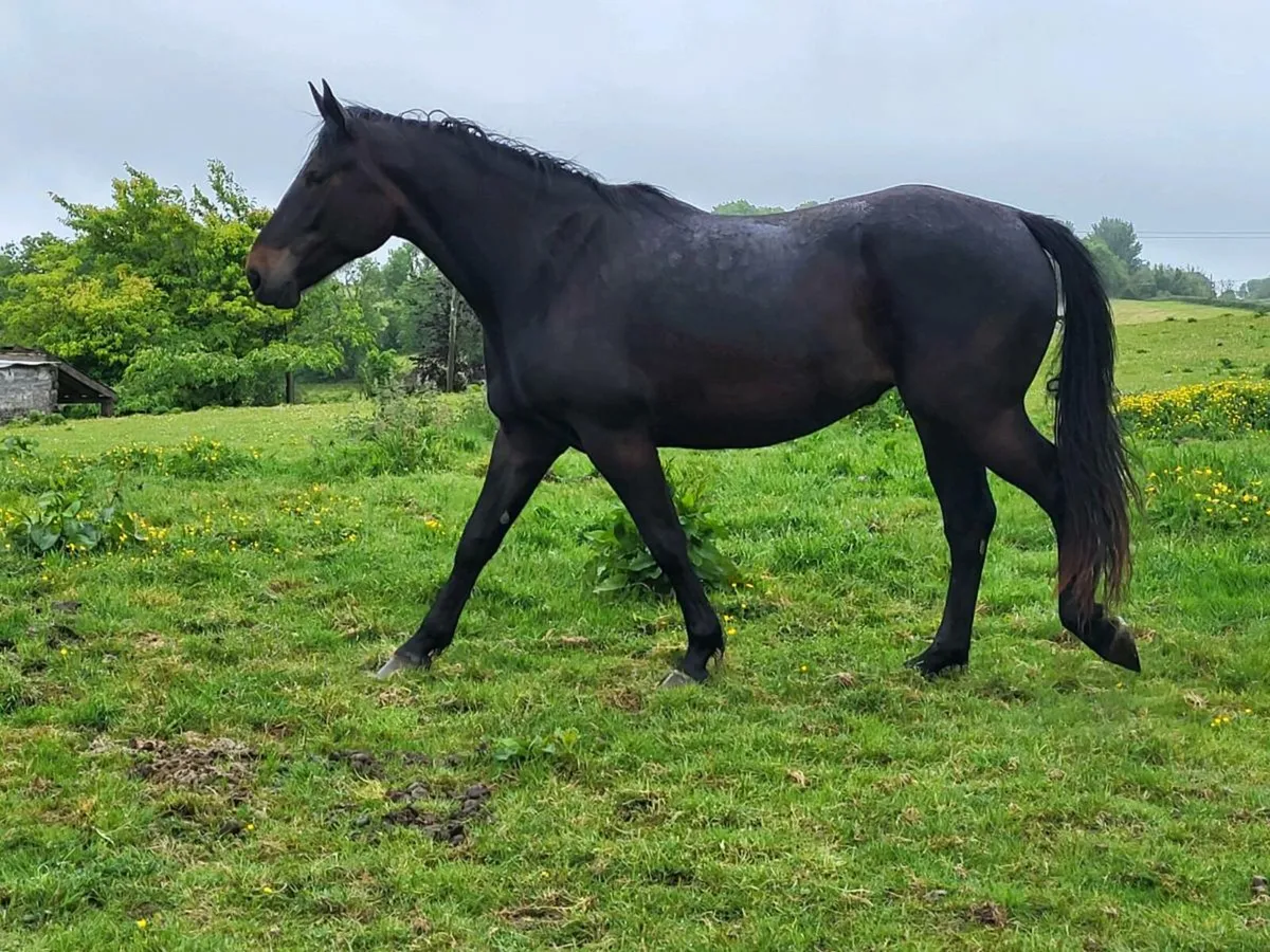Horse - Image 4