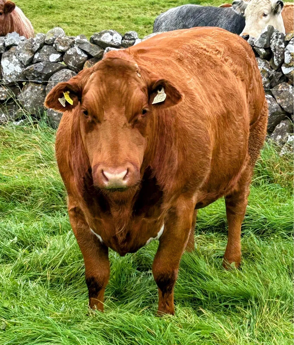 ⭐️Super In calf Heifers⭐️Ballinasloe Mart Sat 27th - Image 4