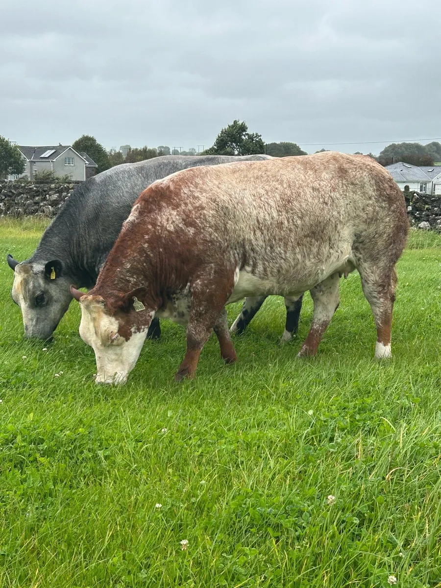 ⭐️Super In calf Heifers⭐️Ballinasloe Mart Sat 27th - Image 1