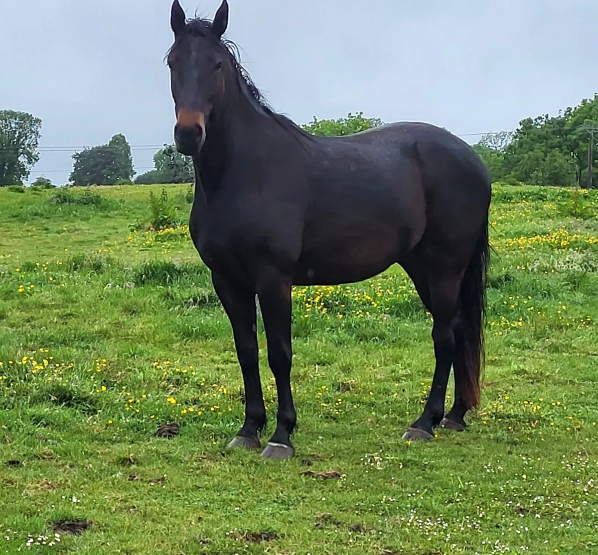 Horse - Image 1