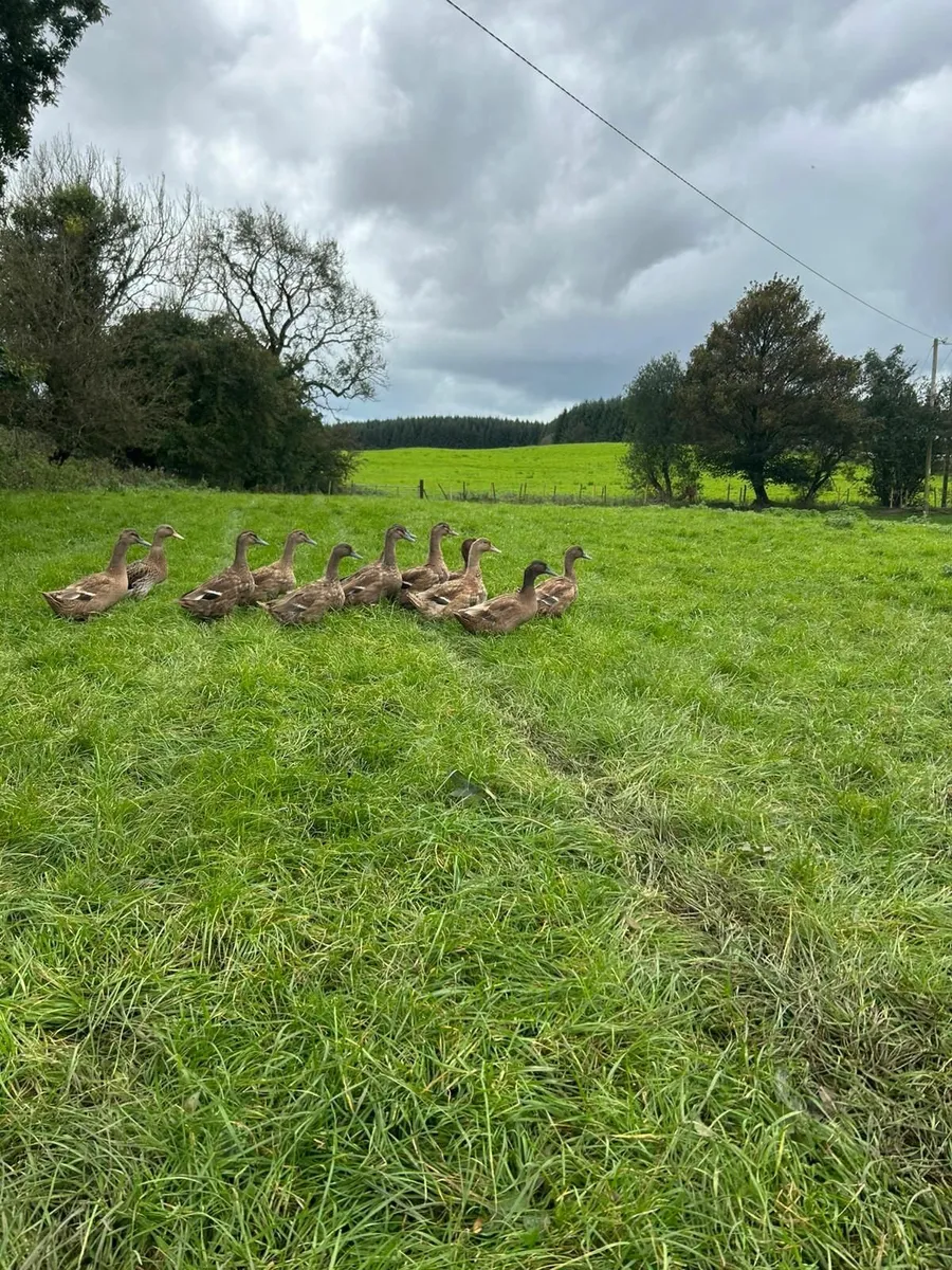 Ducks - Image 1