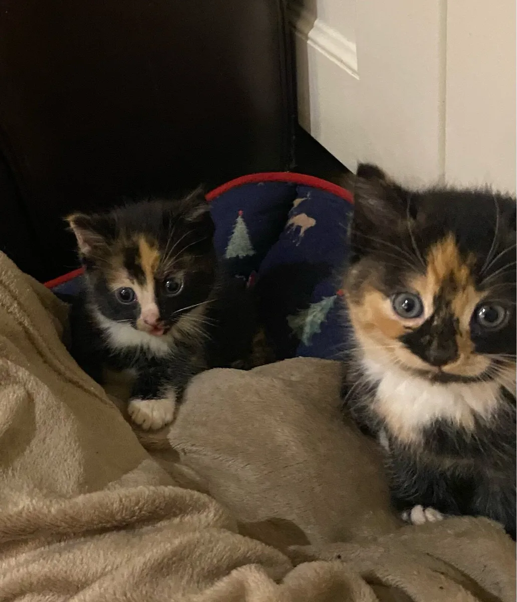 Kitten - Image 1