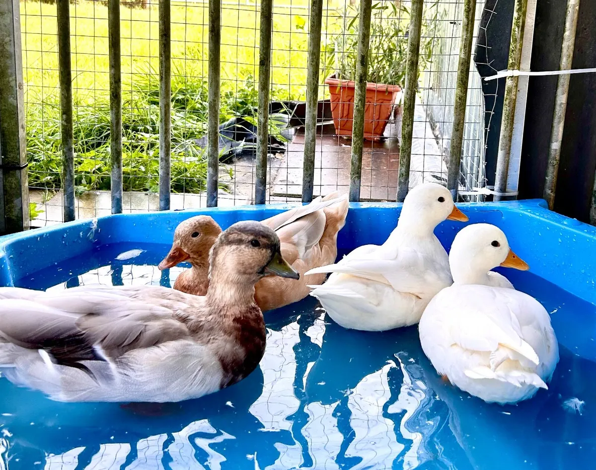 Call ducks - Image 1