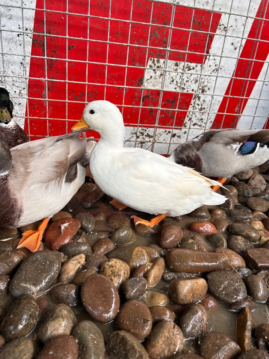 Call ducks - Image 2