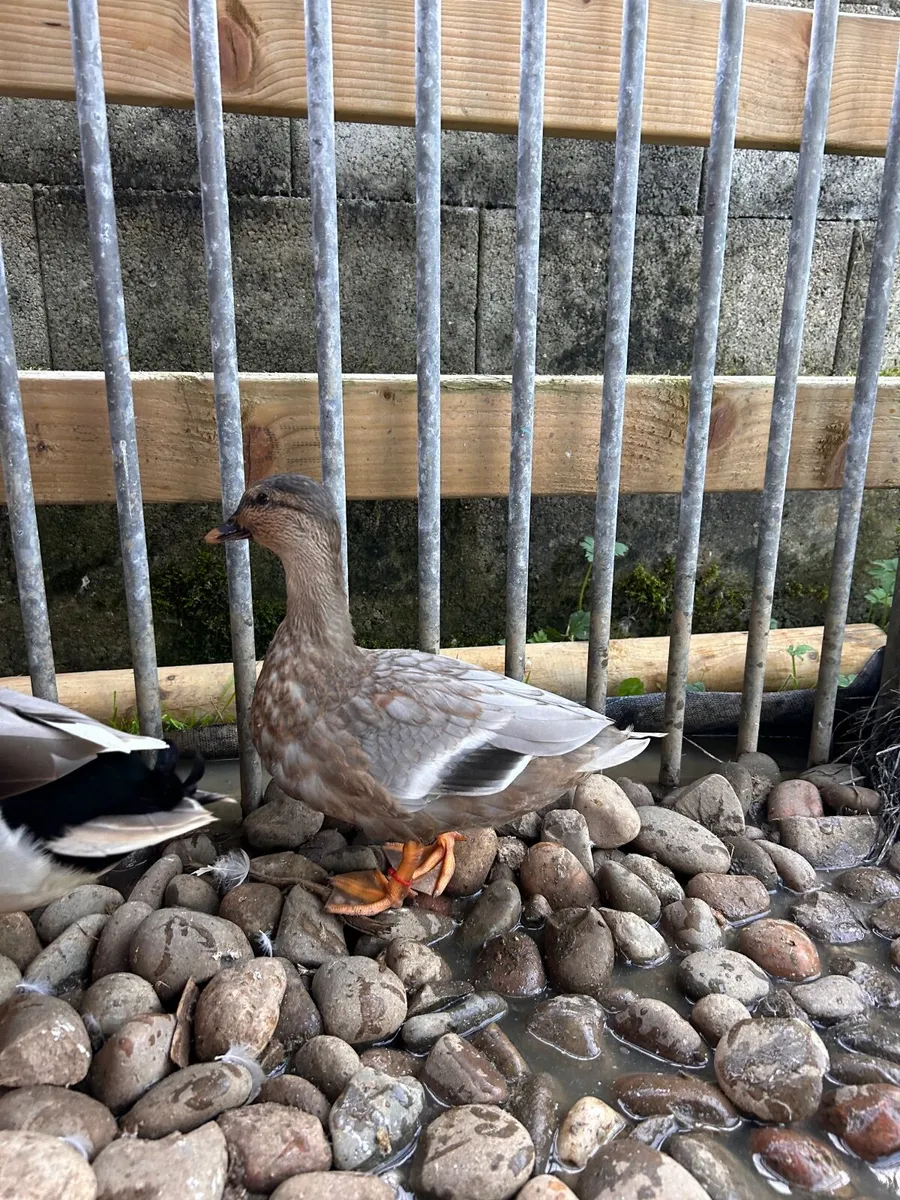 Call ducks - Image 3