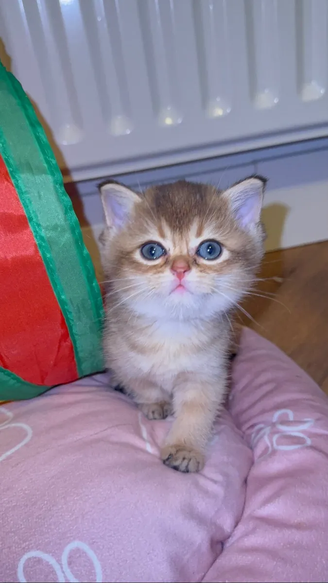 Registered British Shorthair Golden Kittens – Cham - Image 3
