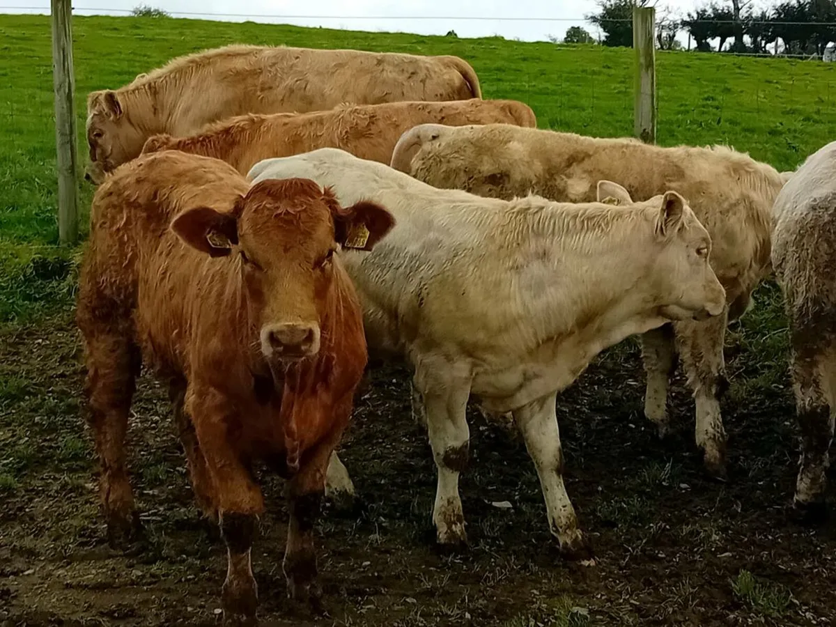 12 Smashing bull Weanlings - Image 2