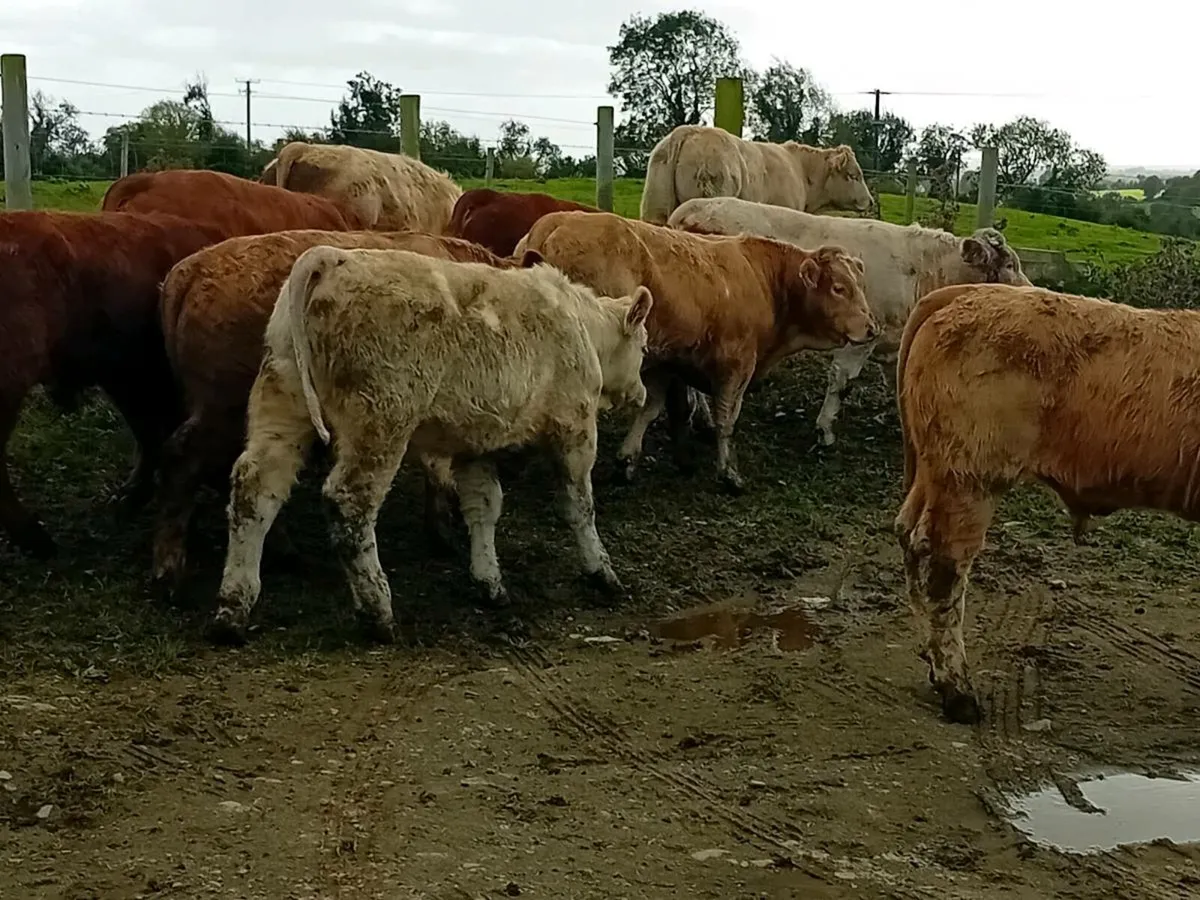 12 Smashing bull Weanlings - Image 3