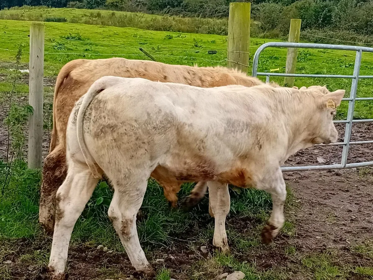 12 Smashing bull Weanlings - Image 1