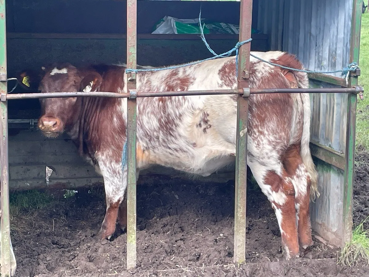 Weanling heifers - Image 1