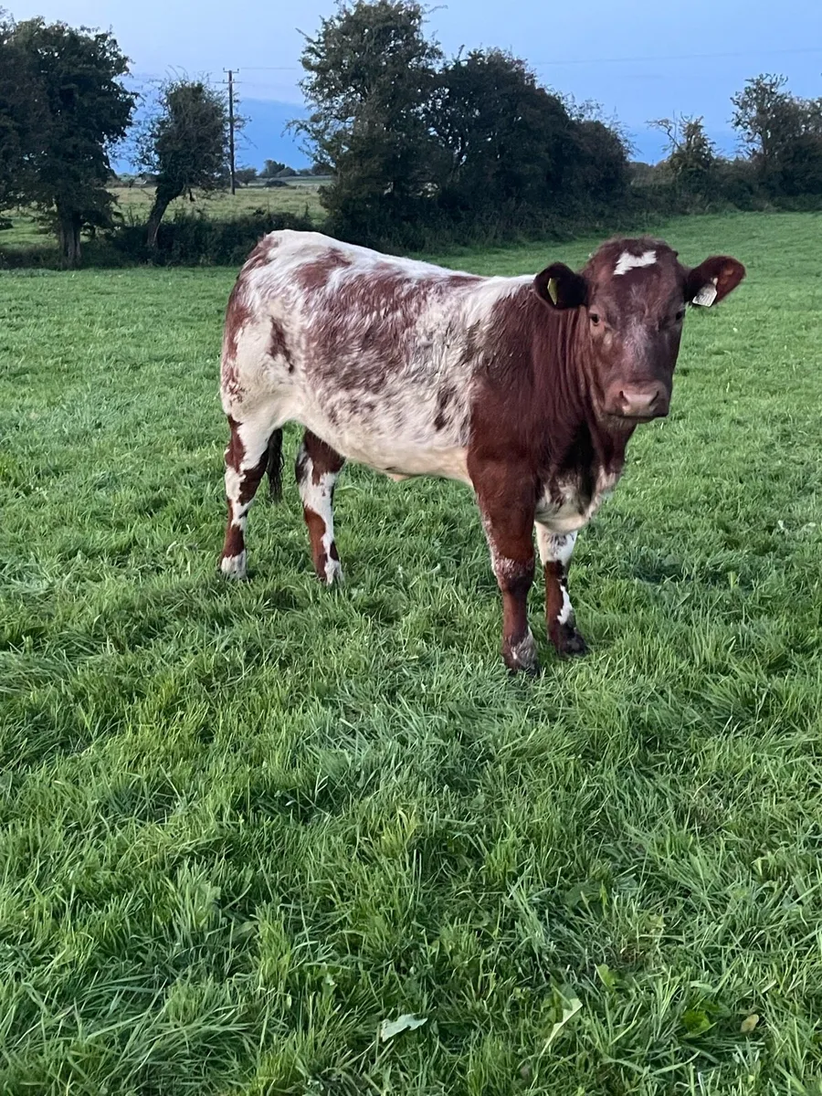Weanling heifers - Image 2
