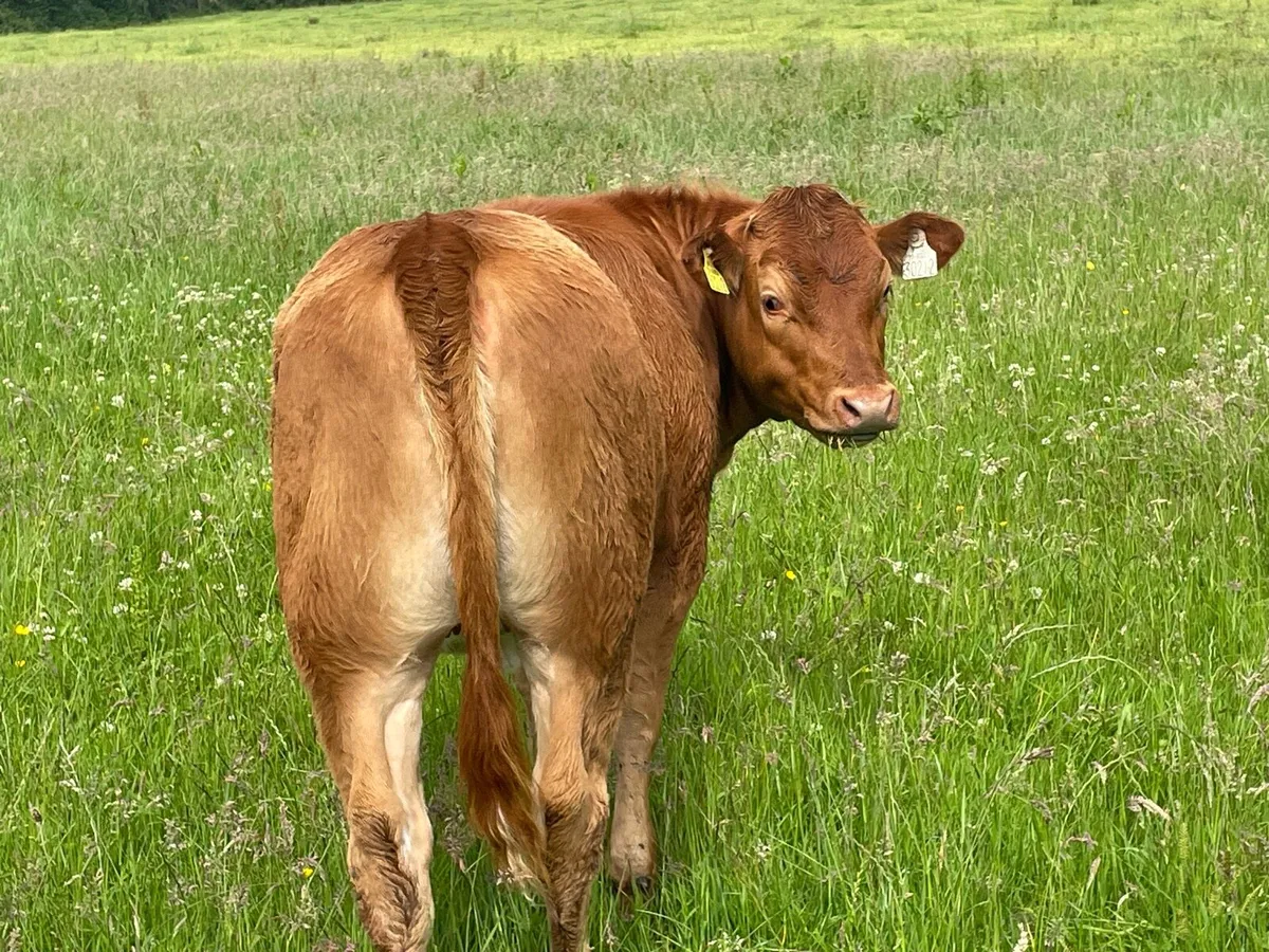 Weanling heifers - Image 4
