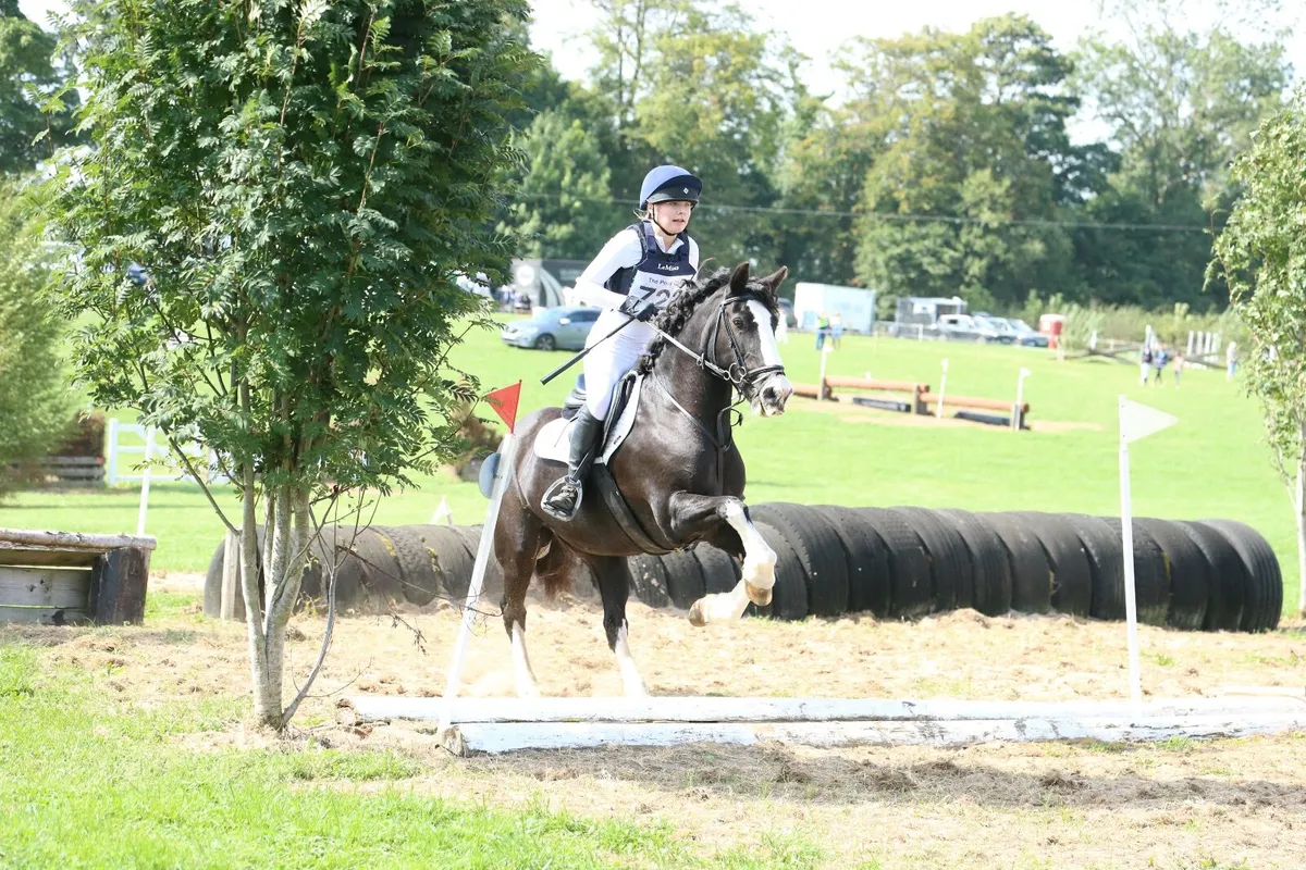 Horse - Image 2