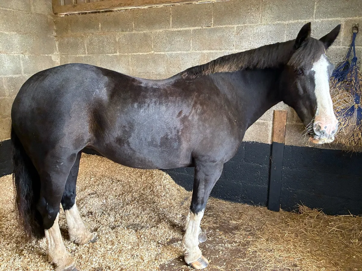 Horse - Image 4