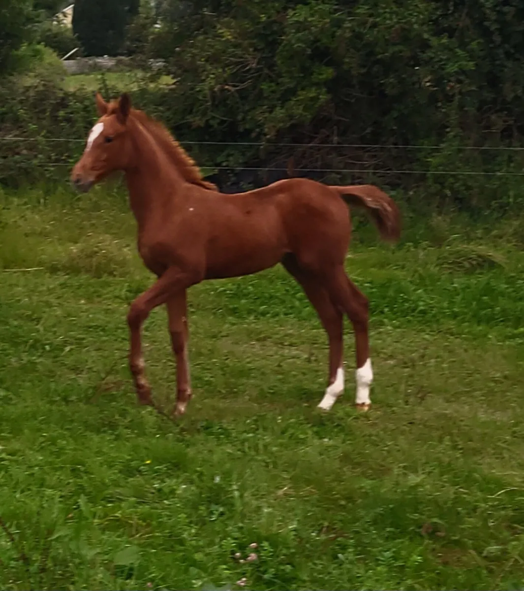 Filly foal - Image 1