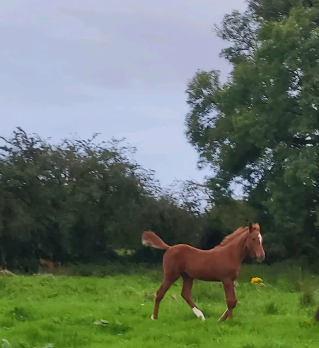 Filly foal - Image 2