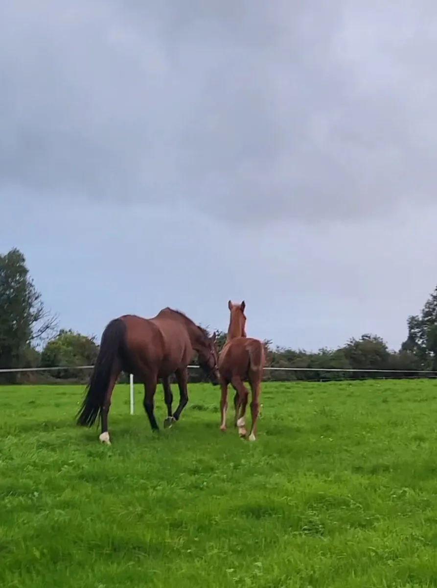 Filly foal - Image 4