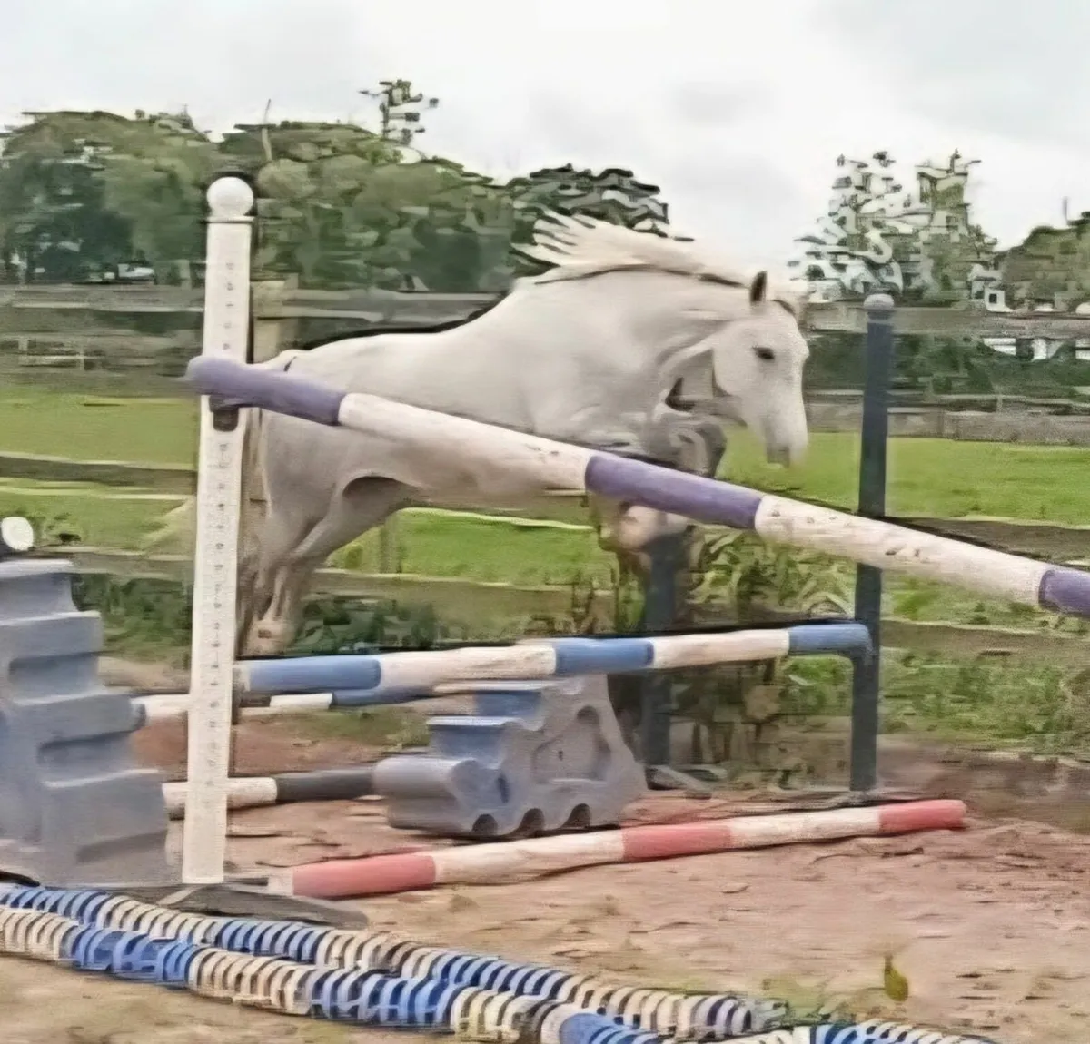 2 yr old Connemara Filly by Tullaree Tomahawk - Image 2