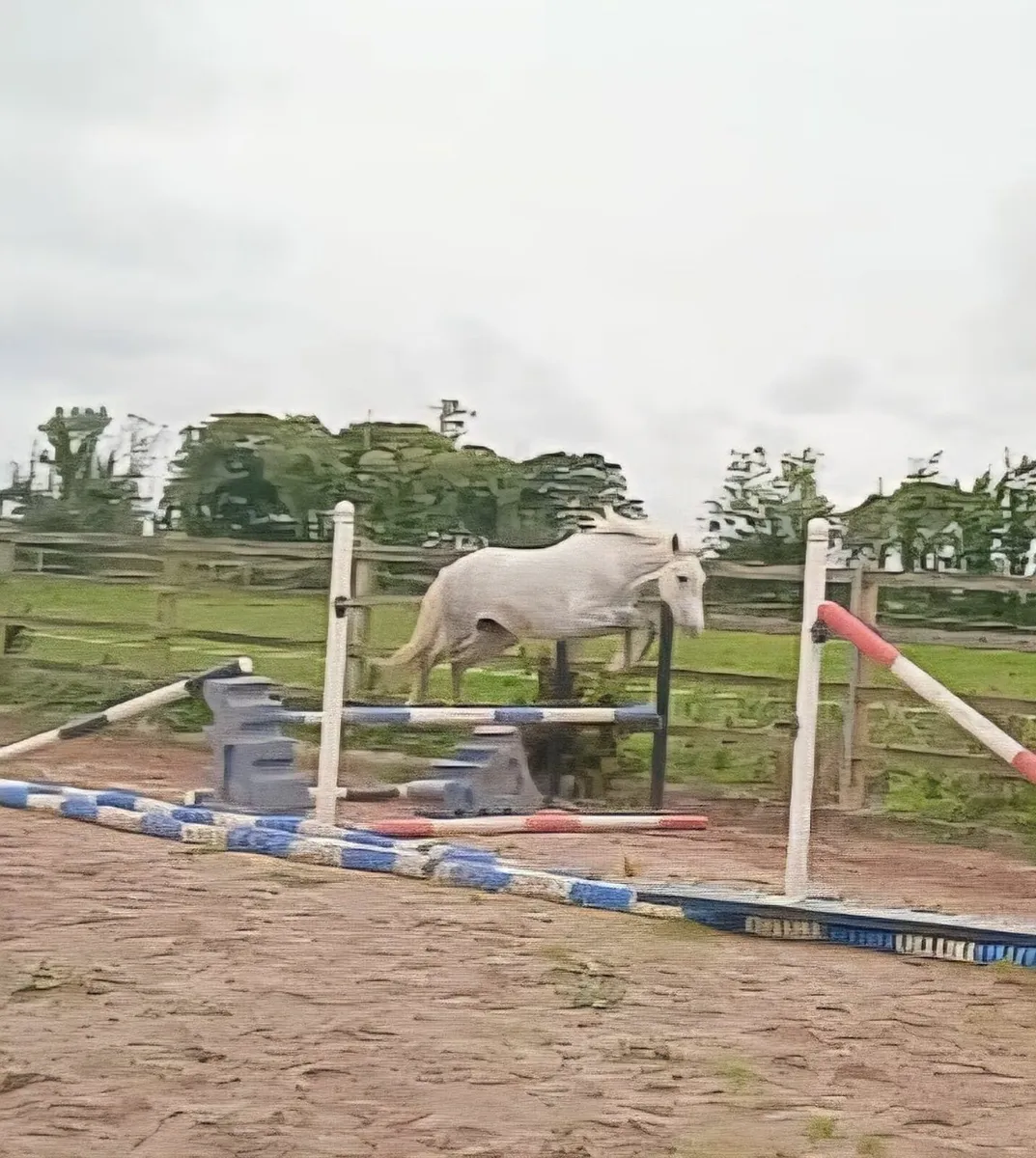 2 yr old Connemara Filly by Tullaree Tomahawk - Image 3
