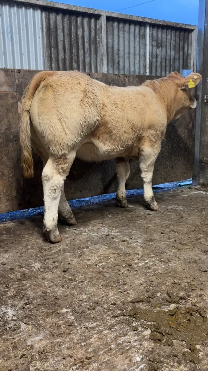 Show Charolais Weanlings - Image 2
