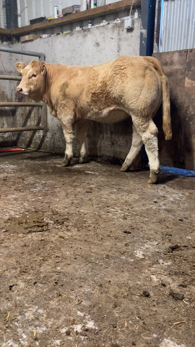Show Charolais Weanlings - Image 1