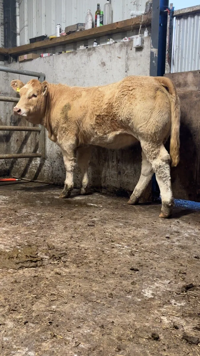Show Charolais Weanlings - Image 3