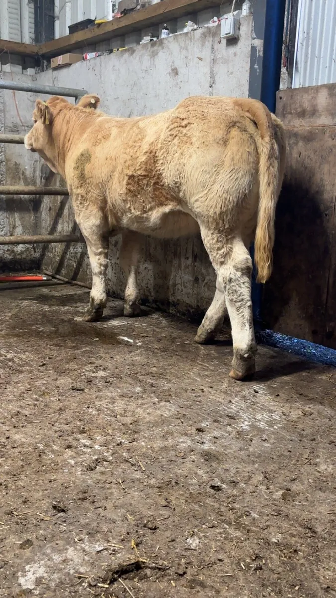 Show Charolais Weanlings - Image 4