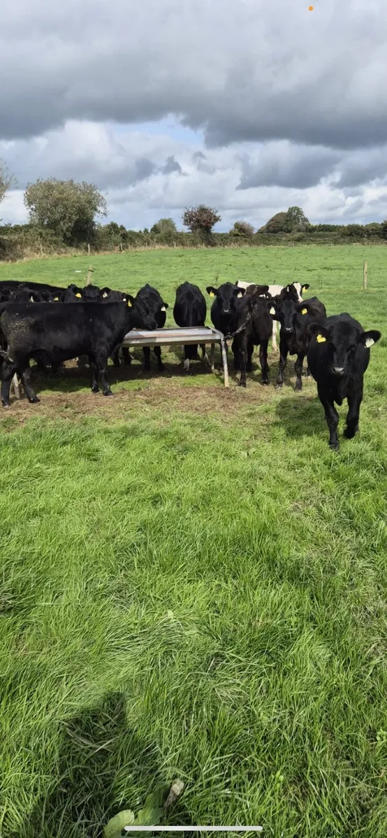 Cattle