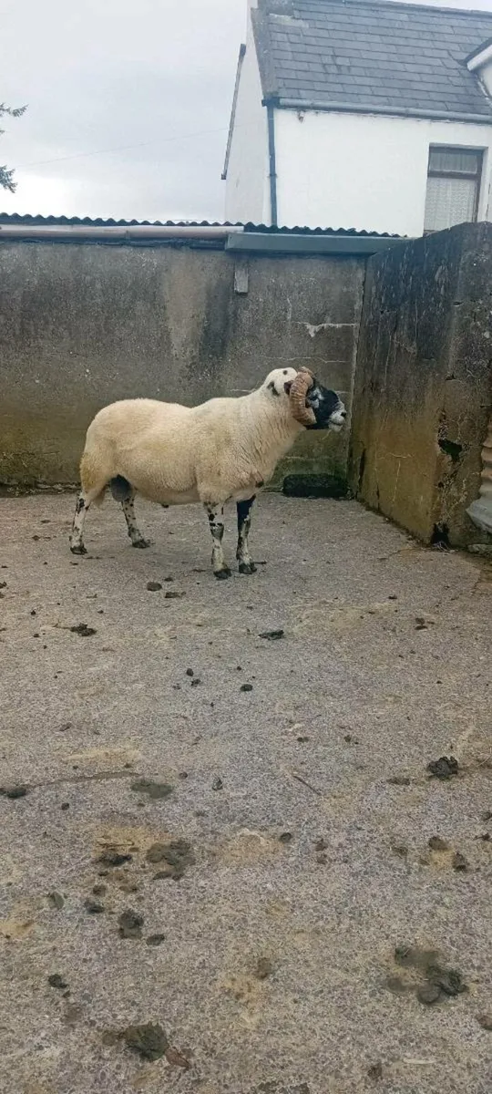 SIS ram - Image 2