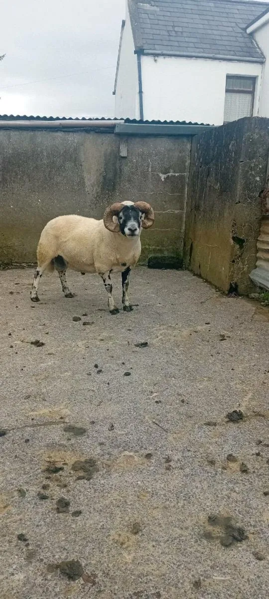 SIS ram - Image 1