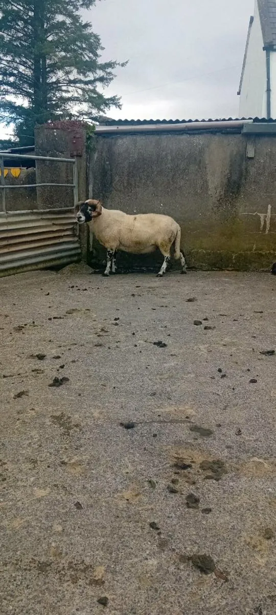 SIS ram - Image 3