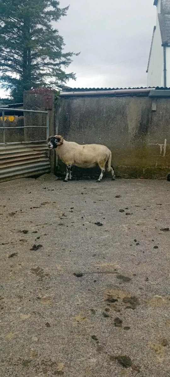 SIS ram - Image 4